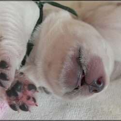 Dudley's Golden Eyecatcher