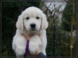 Dudley's Golden Eyecatcher Amy