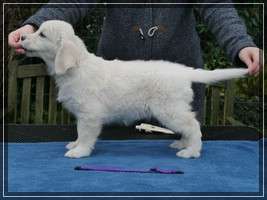 Dudley's Golden Eyecatcher Amy