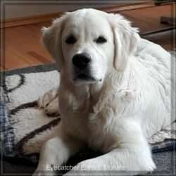 Dudley's Golden Eyecatcher Enno