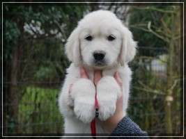 Dudley's Golden Eyecatcher Elly