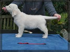 Dudley's Golden Eyecatcher Elly