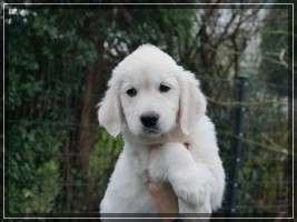 Dudley's Golden Eyecatcher Enno