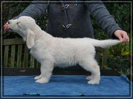 Dudley's Golden Eyecatcher Enno