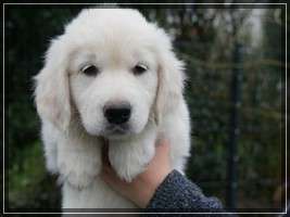 Dudley's Golden Eyecatcher Fellow