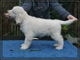 Dudley's Golden Eyecatcher Fellow