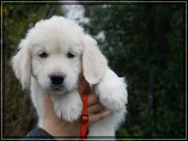 Dudley's Golden Eyecatcher Lotta