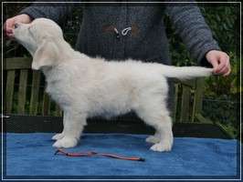 Dudley's Golden Eyecatcher Lotta