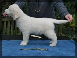 Dudley's Golden Eyecatcher Luna