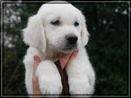 Dudley's Golden Eyecatcher Mailo