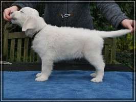 Dudley's Golden Eyecatcher Mailo