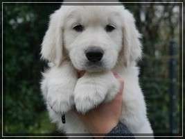 Dudley's Golden Eyecatcher Matti