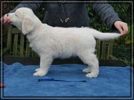 Dudley's Golden Eyecatcher Matti