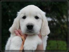 Dudley's Golden Eyecatcher Peppa