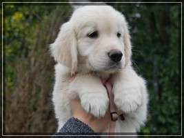 Dudley's Golden Eyecatcher Ruby