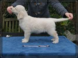 Dudley's Golden Eyecatcher Ruby