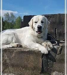 Dudley's Golden Eyecatcher Fellow