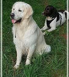 Dudley's Golden Eyecatcher Fellow