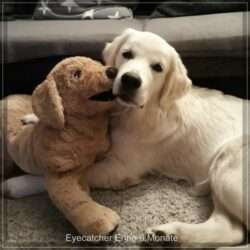 Dudley's Golden Eyecatcher Enno