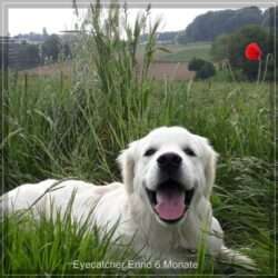 Dudley's Golden Eyecatcher Enno