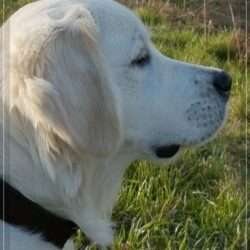 Dudley's Golden Eyecatcher Fellow