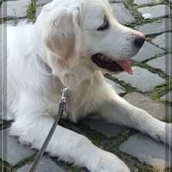 Dudley's Golden Eyecatcher Fellow