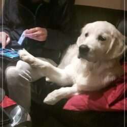 Dudley's Golden Eyecatcher Matti