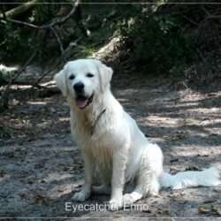 Dudley's Golden Eyecatcher Enno