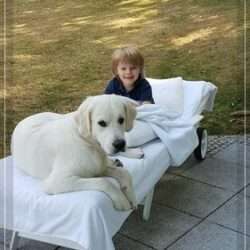 Dudley's Golden Eyecatcher Fellow