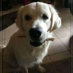 Dudley's Golden Eyecatcher Matti