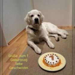 Dudley's Golden Eyecatcher Enno