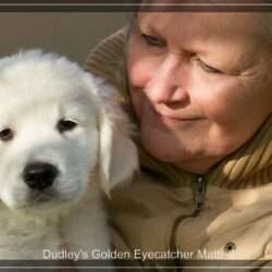 Dudley's Golden Eyecatcher Matti