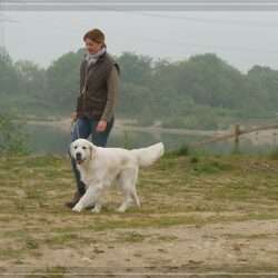 Dudley's Golden Eyecatcher Fellow