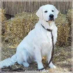 Dudley's Golden Eyecatcher Fellow