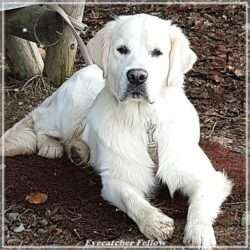 Dudley's Golden Eyecatcher Fellow