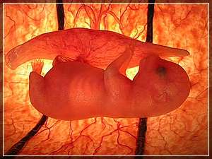 Die Welpen haben bereits einen Herzschlag und eine ausgeprägte Organentwicklung.