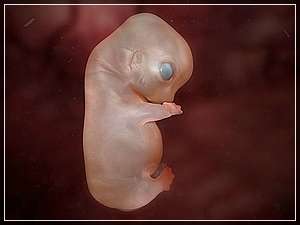 Die Welpen haben bereits einen Herzschlag und eine ausgeprägte Organentwicklung.