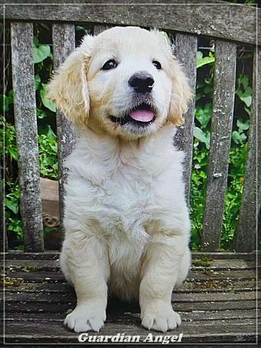 Dudley's golden guardian angel