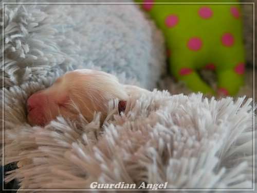 Unser G-Wurf ist gefallen