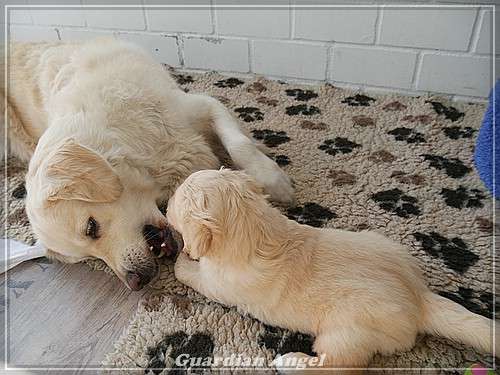 zum ersten Mal Rinderhack