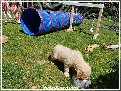 Dritte Entwurmung. Angel bekommt Junior-Trockenfutter und Rinderhackfleisch