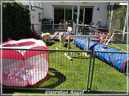 Dritte Entwurmung. Angel bekommt Junior-Trockenfutter und Rinderhackfleisch