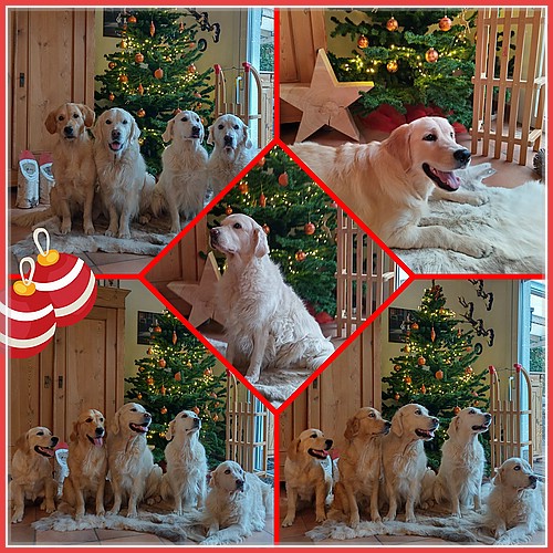 Wir wünschen unseren Dudley's Golden Familien und allen Besuchern unserer Homepage, ein frohes Weihnachtsfest