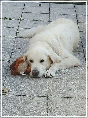 Dudleys Golden Braveheart Jake