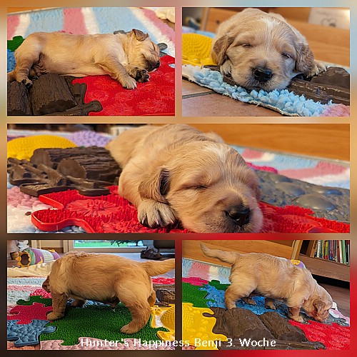 Benji mit 3 Wochen er wird mobil