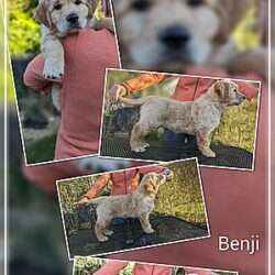 Hunter's Happiness Benji