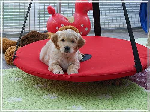 Benji ist heute 8 Wochen jung