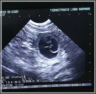 Ultraschall 29. Tag