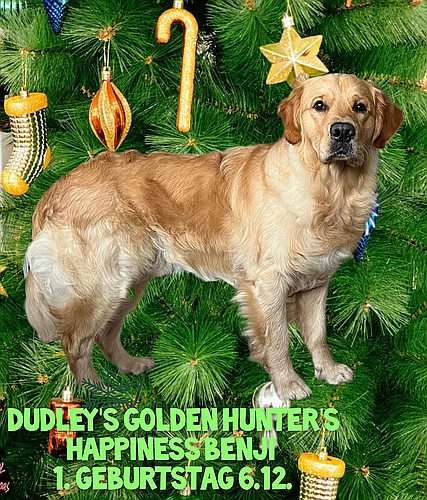 Dudley's golden hunter's happiness Benji feiert 1. Geburtstag