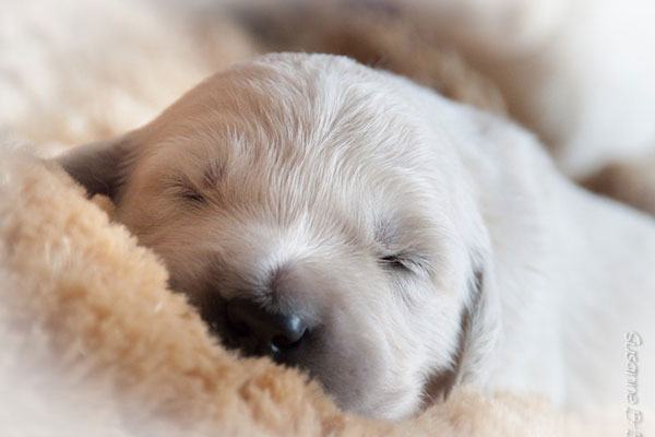 B-Wurf geboren am 23.05.2014